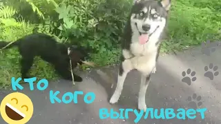 🐾🐕ПРОГУЛКА СИБИРСКИЙ ХАСКИ И МЕТИС 🐾🐕 // Знакомство Хаски и улитки // Приколы с животными 🐾🐕