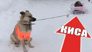 Смешная кошка оседлала собаку приколы с животными / Funny cat saddled dog jokes with animals