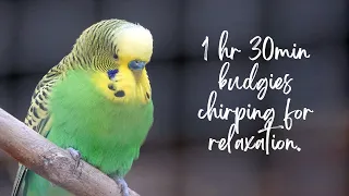 1 HOUR 30 MINUTES Budgies Singing Playing and Talking | budgies
