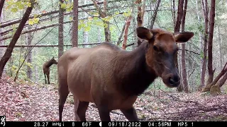 Elk Mother and Child