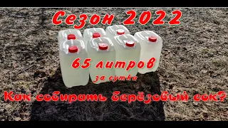 Сбор березового сока 2022 Лучший способ! Без вреда для дерева!