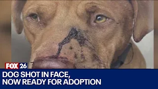 Dog shot in the face in Galveston