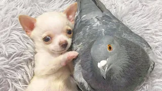 Disabled Chihuahua Puppy Whose Best Friend is Pigeon - Gets Wheelchair!