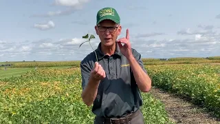 Science for Success: Soybean Growth Stages