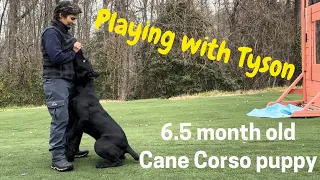 TYSON,  CANE CORSO puppy training. 6.5 month old #canecorso #dogtraining #dog