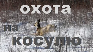 ОХОТА НА КОСУЛЮ