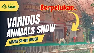 Various Animal Show Taman Safari Bogor Terbaru