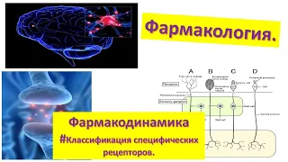 #13 Классификация специфических рецепторов. G-белок.Аденилатциклаза.Протеинкиназы...