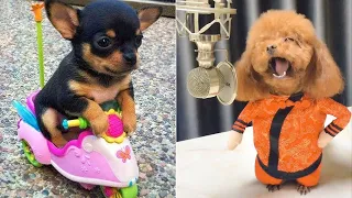 Baby Dogs 🔴 Cute and Funny Dog Videos Compilation #7 | 30 Minutes of Funny Puppy Videos 2021