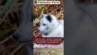 Arctic Fox: Enchanting White Fox of the North #shorts #animal #beautiful #the #life #english #like