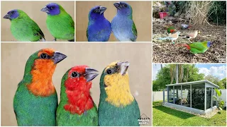 Can you mix different parrot finch species together ? | Finch Hybrids