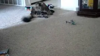 Cat V.S Helicopter (epic version)