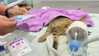 Help me! Poor cat Only breath left! | Rescuing sick cat and transforming his life! | FTC Meow