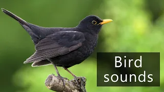 The sounds of common blackbirds