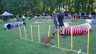 Vizsla agility is fun