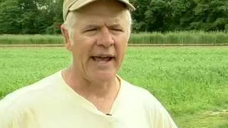 Spring Field Pea and Oats from Vegetable Farmers and their Innovative Cover Cropping Techniques