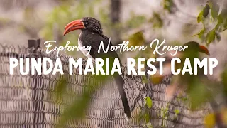 Punda Maria Rest Camp | Kruger National Park