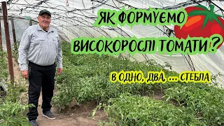 Як формуємо високорослі томати? В одно, два … стебла