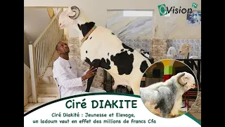 O'Découverte: Ciré Diakité: Youth and Breeding, a ladoum is indeed worth millions of CFA francs