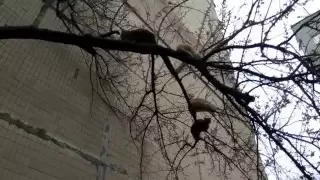 На деревьях распустились коты и кошки Весна в Одессе