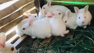 Rabbits