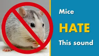 Mice Repellent Sound | Say GOODBYE MICE with this Ultrasonic Mouse Deterrent