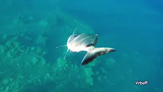 Spearfishing in Croatia 2017. mix vol 1