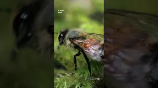 How bees air condition their hives 🐝 Smithsonian Channel