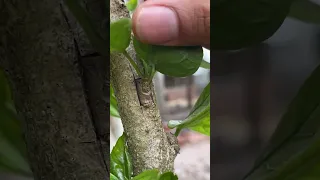 Grafting hibiscus flowers with eyes at home