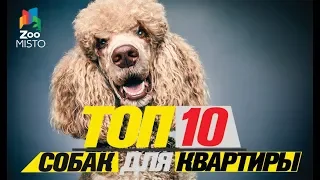 Топ 10 собак для квартирыTop dogs for the apartment