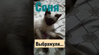 #сиамская кошка#днр #донецк #выбражуля #2022