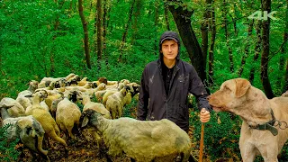Huzurlu Bir Günde Koyun Çobanlığı | Belgesel ▫️4K▫️