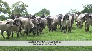 Invitación Ganadería El Carrito Ganado Sardo Negro - Campo  - Mundo del Campo