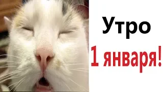 Лютые приколы. УТРО 1 ЯНВАРЯ!!! САМОЕ смешное видео! Засмеялся проиграл! - Domi Show!