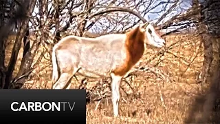 Archery Scimitar Horned Oryx Hunt In Texas