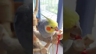 Adorable Cockatiel's Cute Moments 😍 #cockatielscraze