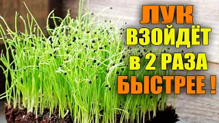 ЛУК ВСХОДИТ В 2 РАЗА БЫСТРЕЕ ПРИ ТАКОМ ПОСЕВЕ!