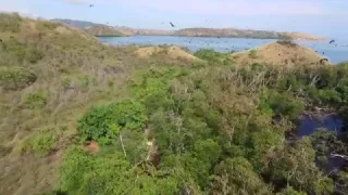 Drone video of the Flying foxes (Kalong) in 17 Islands Marine Park in Flores, Indonesia