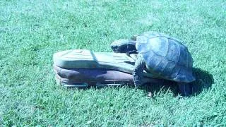 Jacko the tortoise"humping the shoe"