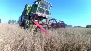 Żniwa z Claas-ą 2016