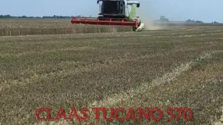 Уборка 2020 Claas tucano 570