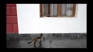Голодный Одесский кот просит пожрать у мэрии