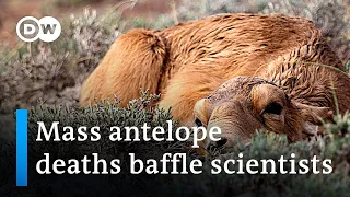 Mysterious disease killed 90% of Saiga antelope in Central Kazakh Steppe | Global Ideas