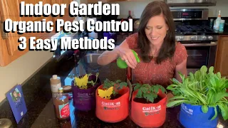 3 Easy Methods for Organic Pest Control for Indoor Gardens - Great for Fungus Gnats and Aphids! 🥬 🍅🌱