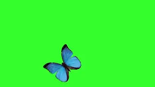Бабочка анимация летит, пархает на зелёном фоне