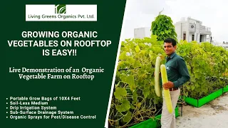 Growing Organic Veggies on Rooftop is Easy!!  | The Living Greens