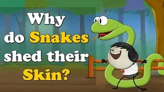 Why do Snakes shed their Skin? + more videos | #aumsum #kids #science #education #children