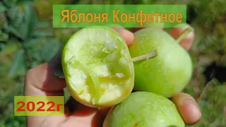 Сорт яблони Конфетное в Подмосковье 2022г
