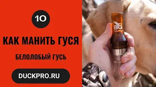 10. Охота с Бак Гарднер. Белолобый гусь.