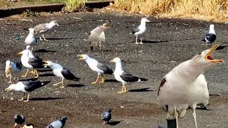 Seagull Sounds | Seagull Fighting | Angry Seagulls | seagull call